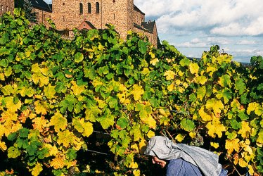 Kloster St. Hildegard, Weinlese © Rheingau-Taunus Tourismus