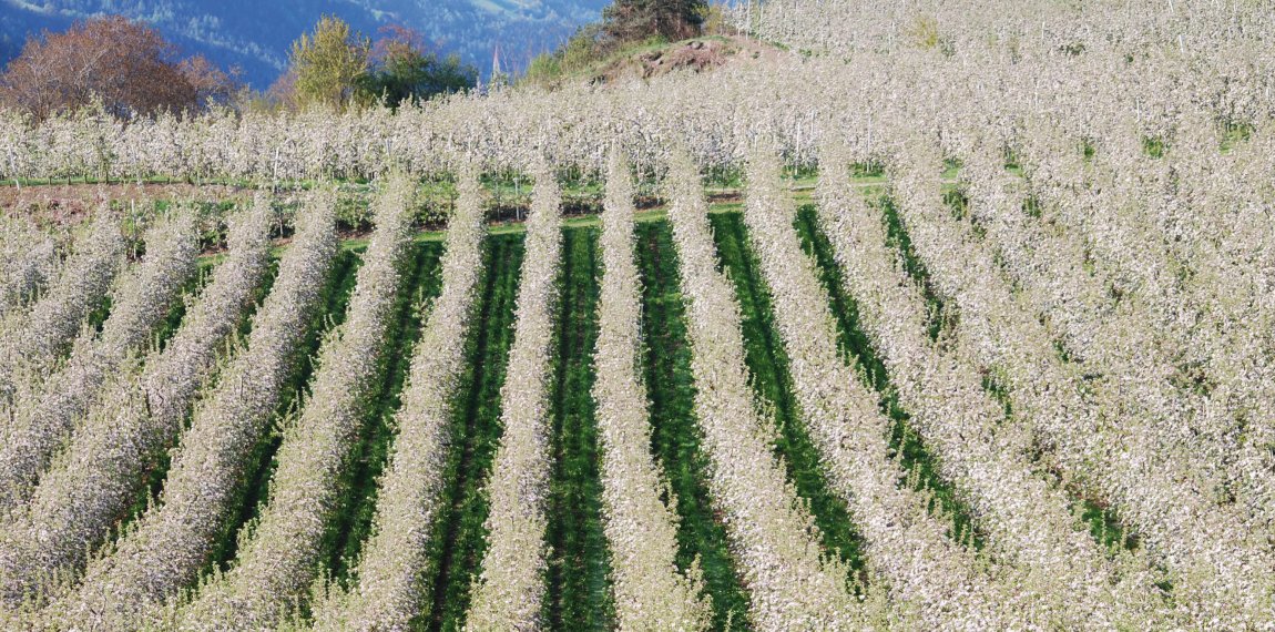 Apfelblüte in Natz-Schabs © Tourismusverein Natz-Schabs