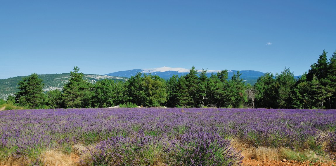 vor dem Mont Ventoux © Peter Eckert