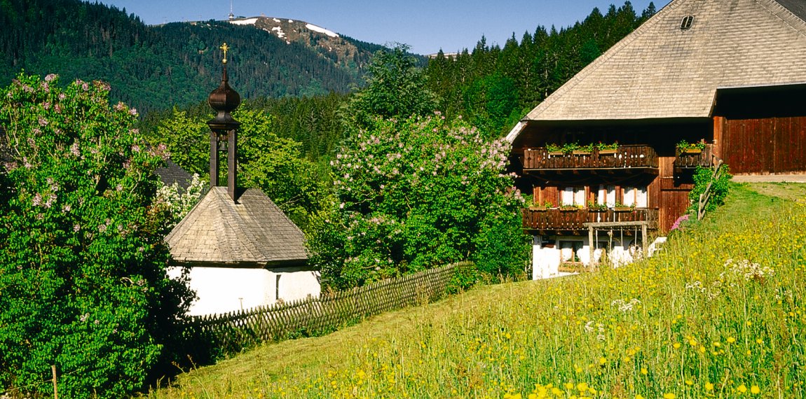 Frühling , Blick auf den Feldberg © TI Titisee Neustadt