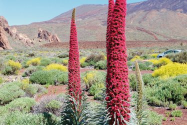 Pflanzenwelt auf Teneriffa © slava296-shutterstock.com/2013