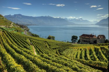Weinberge im Lavaux  © R. Mareel-shutterstock.com/2013