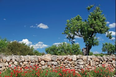 Mandelbäume, Mohnwiese © Schlierner-fotolia.com