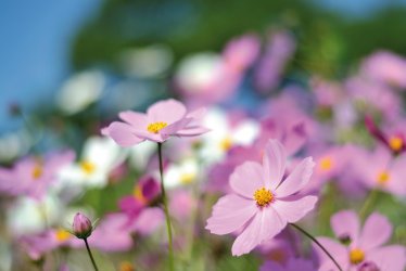 Frühlingswiese © TOMO - fotolia.com
