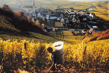 Herbstliche Landschaft Weinberge © CIVA/Zvardon