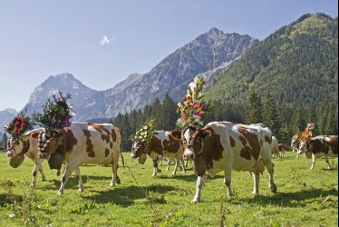 Almabtrieb in Tirol © Christa Eder-fotolia.de
