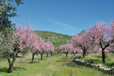 Mandelblüte © Eberhard Drews-fotolia.com