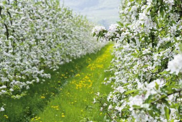 Apfelblüte in Südtirol in Italien © Kai Koehler-stock.adobe.com