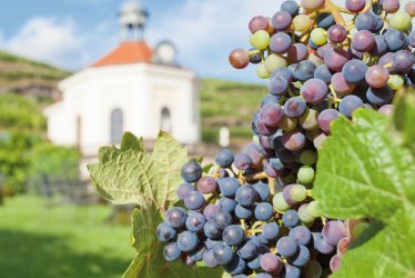 Weinberge bei Schloss Wackerbarth © tagstiles.com-fotolia.com