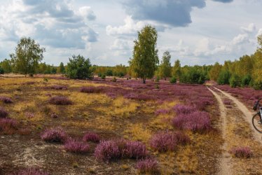 In der Lüneburger Heide  © wkbilder-stock.adobe.com