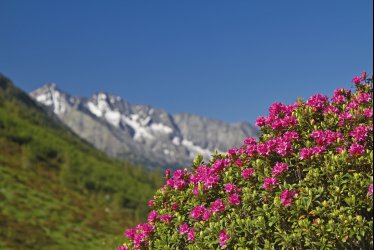 Almrosenblüte © Christa Eder-fotolia.com