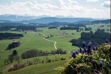 Landstraße in Richtung Kempten © Adobe Stock/dmaphoto 