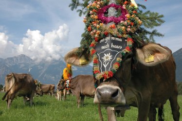 Almabtrieb Fügen © Tirol Werbung / Aichner Bernhard