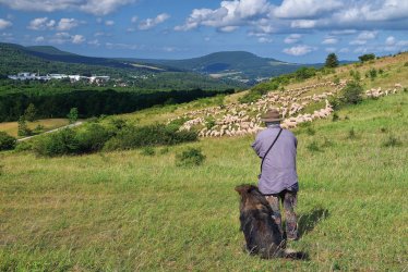 Schäfer mit Schafherde in der Rhön © franke182-fotolia.com