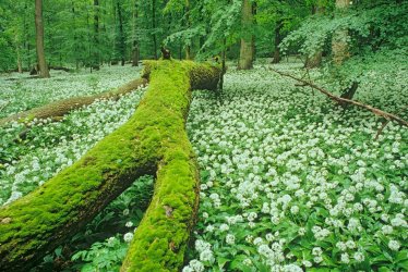 Nationalpark Hainichland © Thüringer Tourismus Gmbh