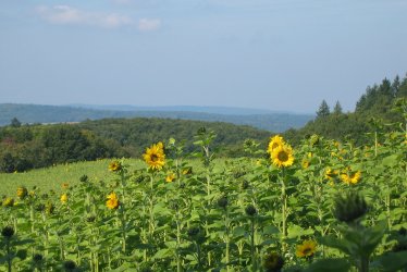 Alemannenweg