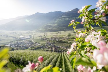 Apfelblüte in Südtirol © IDM/Südtiroler Apfelkonsortium/Alex Filz