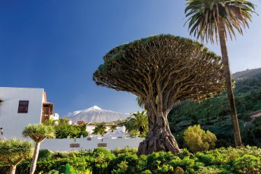 Drachenbaum und Teide © cameris - stock.adobe.com