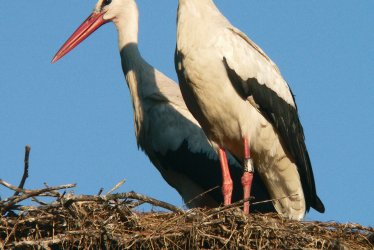 NaturZoo Rheine - Storchenpaar © NaturZoo Rheine