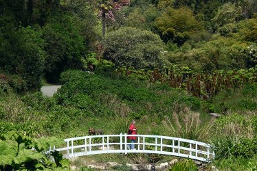 Trebah Garden - Blue Bridge © Charles Francis