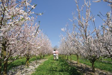 Marillenblüte in der Wachau © fotofrank-fotolia.com