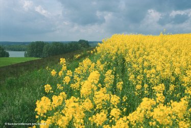 Rapsfeld in der Uckermark © Suckow/Uckermark (tmu GmbH)