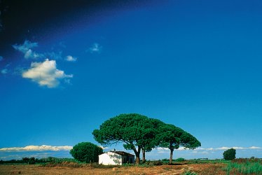Pinien und Haus © Maison de la France