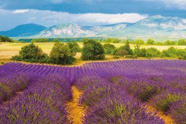 Baum im Lavendelfeld © Voyagerix - stock.adobe.com