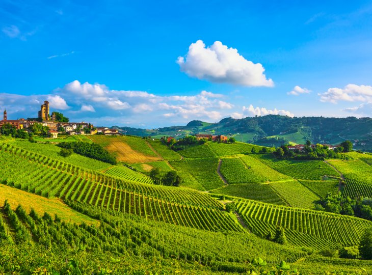 Weinberge in Serralunga d'Alba © stevanzz-fotolia.com