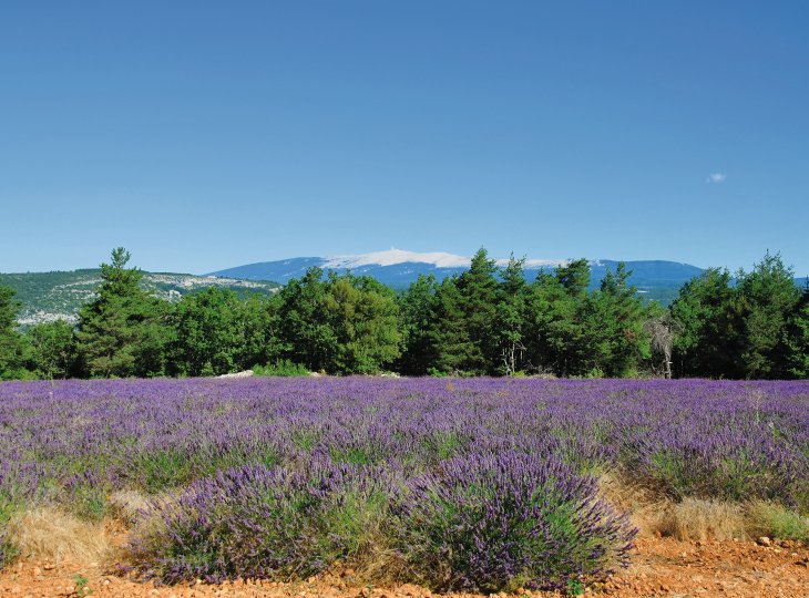vor dem Mont Ventoux © Peter Eckert