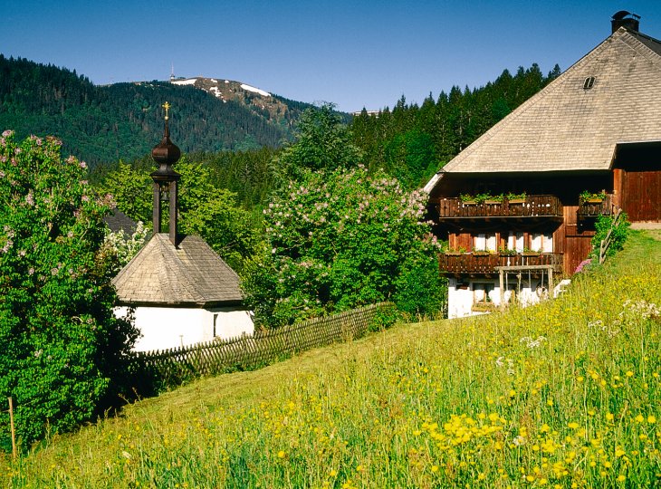 Frühling , Blick auf den Feldberg © TI Titisee Neustadt